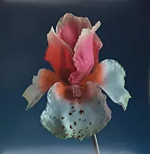 Tiny Cities ft. Beck / Take a Chance ft. Little Dragon
