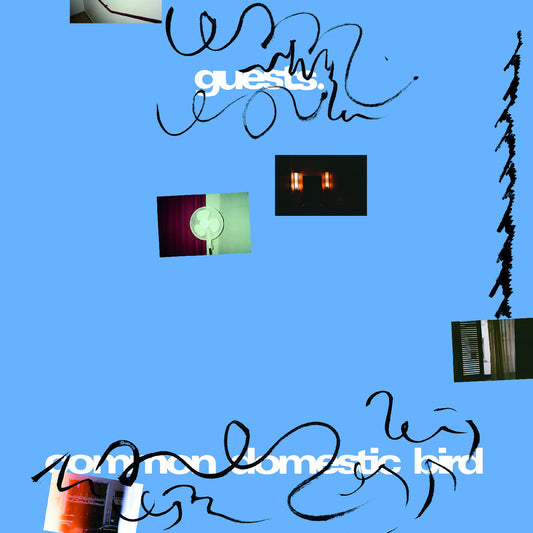 Common Domestic Bird [Vinyl]