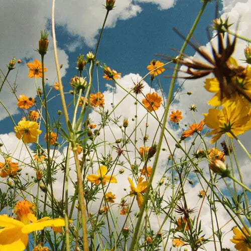 You Are Spring! [Yellow Wildflower Vinyl LP]