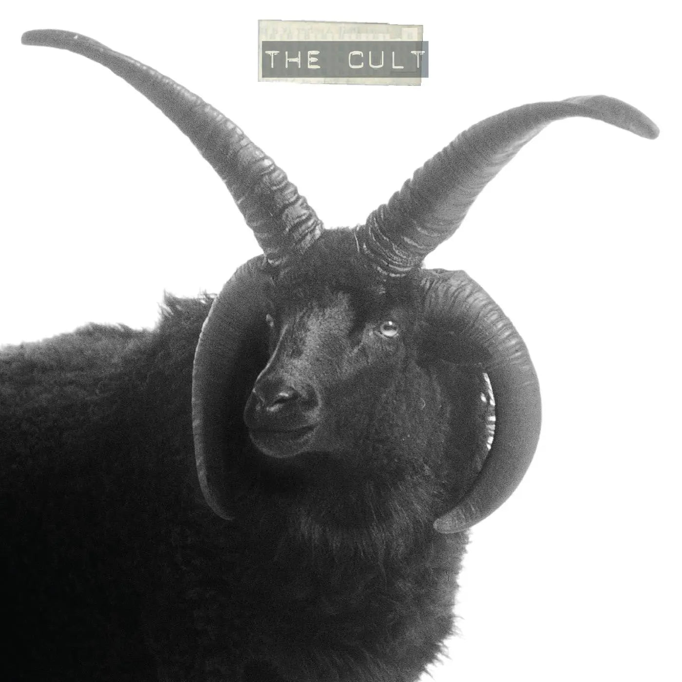 The Cult (Black Sheep) [White Vinyl]